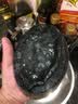 鲟食 新西兰黑金鲍 大鲍鱼高端食材生鲜海鲜水产过节送礼 新西兰黑金鲍 650-800g/只 实拍图