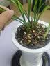 ！云南老种兰花苗 春兰 娄山红 阳台绿植盆栽花卉 1颗3 苗连体 不含盆 实拍图