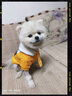 憨憨宠 狗狗衣服猫衣服宠物泰迪衣服冬季猫咪衣服小型犬衣服幼犬秋冬服 红色 花朵小背包卫衣 S号建议体重3-5斤 实拍图
