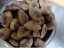 海蕴极鲜【活鲜】鲜活黄蚬子 新鲜丹东原产地捕捞蛤蜊烧烤食材 500g （1斤） 实拍图