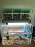 鱼麒麟超白缸草缸裸缸客厅桌面鱼缸小型乌龟缸虾缸创意方型金鱼缸50cm 实拍图