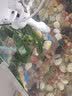 云峰海瑞水榕水草活体鱼缸造景套餐水榕椒榕活水草懒人新手真水草活体 大叶榕杯装 实拍图