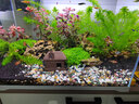大匠神彩鱼缸底砂鱼缸造景雨花石沙石头装饰铺底石鹅卵石溪流石雨林沙底沙 多彩沙5斤 实拍图