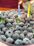 京百味日日鲜 球生菜450g 实拍图