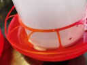 耐尔尼鸡饮水器鸡自动饮水器小鸡鸭鹅雏鸡饮水桶鸡用水槽饮水壶养鸡设备 2斤装鸡饮水桶 实拍图