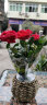锦枫（jinfeng）玫瑰花盆栽 大盆带花苞室内好养的花卉观花植物绿植苗 红色花篮盆(玫瑰花颜色) 含盆 实拍图