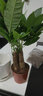 花知态发财树盆栽室内客厅桌面绿植小盆景大发财树苗招财树吸甲醛植物 陶瓷盆C款+三棵发财树 含盆 实拍图