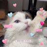YITO 宠物鱼油靓毛爆猫粉美毛亮毛黑鼻头卵磷脂美毛护肤猫狗掉毛鱼油 宠物深海鱼油40粒/瓶 实拍图