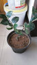 盆栽茶花苗 山茶花苗绿植花卉盆栽四季好养茶花树苗盆栽耐寒花卉观花植物室内花卉绿植开花不断 不含盆 醉杨妃  2年苗 实拍图