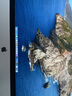 苹果 Apple imac 二手苹果一体机电脑台式机 21.5/27英寸 4K/5K 办公设计剪辑 京选电脑 | 一机一检 27寸885【福利款|5K独显】i5-16-512 实拍图