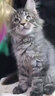 卜尼宠物心脏营养保健品狗狗猫咪保护心脏适用心脏肥大犬用养心肌 护心片60粒/瓶【买2送60粒】 实拍图
