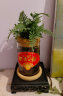 开时果 水培植物办公室内桌面盆栽 水养绿萝水生花植物绿植源头直发包邮 铁线蕨（含玻璃瓶+竹托） （加赠 营养液） 实拍图