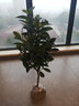含笑苗 芳香花卉盆栽苗 含笑树苗 阳台庭院室内 办公室盆栽浓香绿植清香木盆栽 常春藤绿植 5年苗花多叉多 不含盆 实拍图
