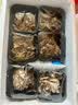 绿食者 新鲜舞茸150g 灰树花菇 食用真菌菌菇 舞茸茶舞菇 实拍图