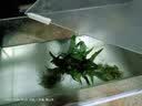 异景园鱼缸水族箱造景水榕沉木活体水草淡水无土植物后景真水草净水增氧 红绿波混合陀草 实拍图