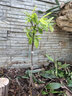 芥圃三华李子树苗嫁接信宜钱排银妃大三华李红心早晚熟李子苗新品种 钱排银妃三华李嫁接苗【带土带叶】 2年苗 高度：50-70公分 实拍图