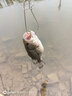 钓之屋（TSURINOYA） 钓之屋 头重胡须佬旋转复合亮片路亚饵SPINNER BAIT鱼饵 胡须佬 10克 石榴红 实拍图