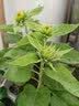 寿禾 向日葵苗带土蔬菜苗花苗盆栽食用花卉葵花太阳花瓜子种子秋冬季 玩具熊向日葵苗6棵 实拍图