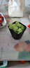 墨一【送货上门】多肉植物带盆组合套装多肉办公室绿植花卉三八节礼物 新玉缀 【塑料盆栽好】 实拍图