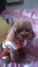 华元宠具（hoopet）小狗狗过年唐装喜庆衣服小型犬四脚泰迪比熊吉娃娃宠物秋冬季服装 双层加厚四脚唐装 M:参考体重4-7斤 实拍图