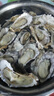 海味先生 生蚝鲜活 海蛎子 2.5kg 袋装 【爆款】5斤（20-25只） 实拍图
