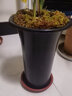 华香园 绿植花卉 兰花专用盆 透气兰花盆 塑料花盆 塑料兰花盆 中号 5个 实拍图