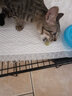 慕熙猫草磨牙棒零食冻干鸡肉宠物猫咪食物去毛球温和排毛即食不吃可退 10根（升级款富含维C维E） 实拍图