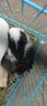 朗缤 兔子活体宠物兔活体新西兰肉兔公主兔小白荷兰侏儒活物兔子宠物 黑白道奇侏儒公主兔1只 实拍图