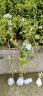 树莓苗双季树莓覆盆子树苗黄红树莓苗南方北方种植盆栽地栽果树苗 红树莓【当年结果】 60cm(含)-69cm(含) 实拍图