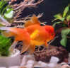 云峰海瑞观赏金鱼 冷水鱼 观赏鱼耐活鱼 活体鱼 淡水鱼小金鱼活鱼锦鲤活鱼 精品狮子头6-7厘米4条（随机） 实拍图