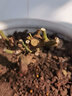 春枝韵月季花苗玫瑰花老桩老根四季盆栽室内开花不断大花浓香室外特大花 G3一棵多色玫瑰 不含盆 实拍图