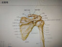 奈特人体解剖学彩色图谱(第6版) 实拍图