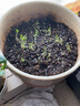 寿禾 生菜种子四季播紫色夏秋蔬菜莱种紫叶家庭种寿光菜籽叶菜种籽 （家庭种）结球生菜种子5g 实拍图