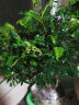 绿植盆栽四季常青胡椒木 卧室 办公室植物 观叶书房办公室 五年苗 不含盆 晒单实拍图
