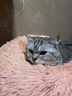 派乐特猫窝四季通用猫床狗窝冬季保暖猫床半封闭式安全感窝睡窝躲避屋XL 实拍图