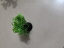 森森（SUNSUN）鱼缸造景水族装饰水草植物摆件水族箱造景仿真水草前中景草 ZJ-100A 实拍图