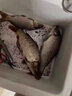 川泽罗非芦苇鱼漂高灵敏短脚细长身轻口猾口底钓醒目鲫鱼黑坑鱼漂 LC011-3(行程截口,吃铅3.14g ) 高灵敏陈年芦苇 实拍图
