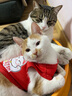 伯纳天纯宠物猫幼猫猫粮3月-12月龄营养小猫离乳期奶糕粮幼猫经典系列 幼年期猫粮250g 实拍图