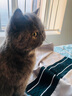 畅享猫粮幼猫成猫天然英短蓝猫加菲全价全猫龄通用 车前籽泌尿管理全期猫粮1.5KG 实拍图
