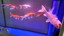 森森鱼缸专用T8 变色LED三基色七彩照明灯管水族箱 草缸造景变色LED灯 75cm针插红色 13W（无电源线） 实拍图