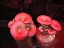 花e流 食用菌棒菌种菌包平菇食用蘑菇农产品蘑菇菌种植多肉植物阳台 黑姬菇袋装 实拍图