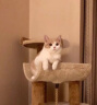 【纯种】金银渐层长蓝金蓝白英国短毛猫美短加白猫活体幼崽小猫咪 宠物级 【长毛】联系客服选宠 实拍图