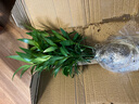 水培新宠驱蚊竹柏水养植物室内客厅卧室桌面绿植盆栽花卉四季常青 不带瓶竹柏10棵 默认1 实拍图
