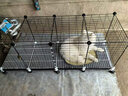蔻丝狗笼子中小型犬带厕所家用加粗加密宠物幼犬狗狗笼子围栏柯基泰迪 【145*49*57】升级底网承重无忧 升级款：脚垫+滑轮+托盘+扎带 实拍图