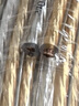 秋叶原（CHOSEAL）发烧级纯铜音响线 2*250芯 增强型屏蔽抗干扰 功放音箱音频喇叭连接线 50米 QS2245T50SS 实拍图