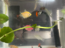 疯狂水草孔雀鱼活体水族宠物观赏鱼冷水耐活小型热带鱼淡水鱼苗 红扇孔雀鱼【共6条】 实拍图
