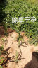 树荣41%草甘膦异丙胺盐除草剂果园荒地牛筋草死草烂根灭草剂农达农药 200ml/50瓶整箱【送助剂】 实拍图