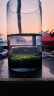 正楷水草种子鱼缸水草生态缸水草水培植物种子大对叶种子造景水草鱼缸 大对叶种子 实拍图