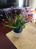 礼赫家饰蝴蝶兰仿真花假花摆设客厅餐桌花摆花绿植小盆栽室内外摆件装饰品 塑料紫色郁金香+仿瓷花瓶 实拍图