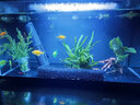 异景园鱼缸水族箱造景水榕沉木活体水草淡水无土植物后景真水草净水增氧 单头小水榕沉木 实拍图